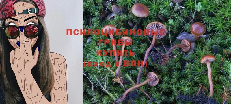 kraken сайт  Киреевск  Псилоцибиновые грибы Psilocybe 